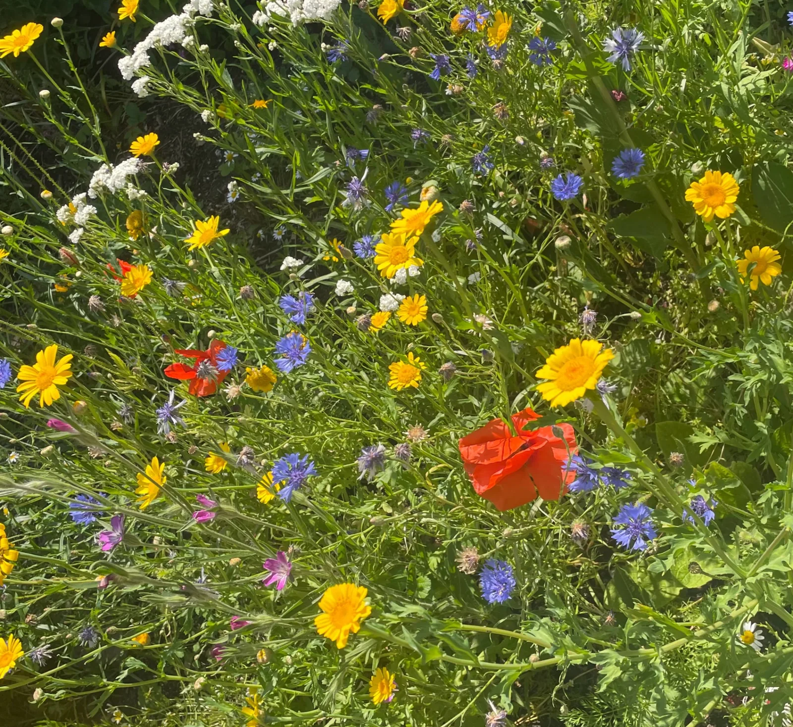 A vibrant wildlife-friendly meadow with cornflowers, poppies and daisies in full bloom