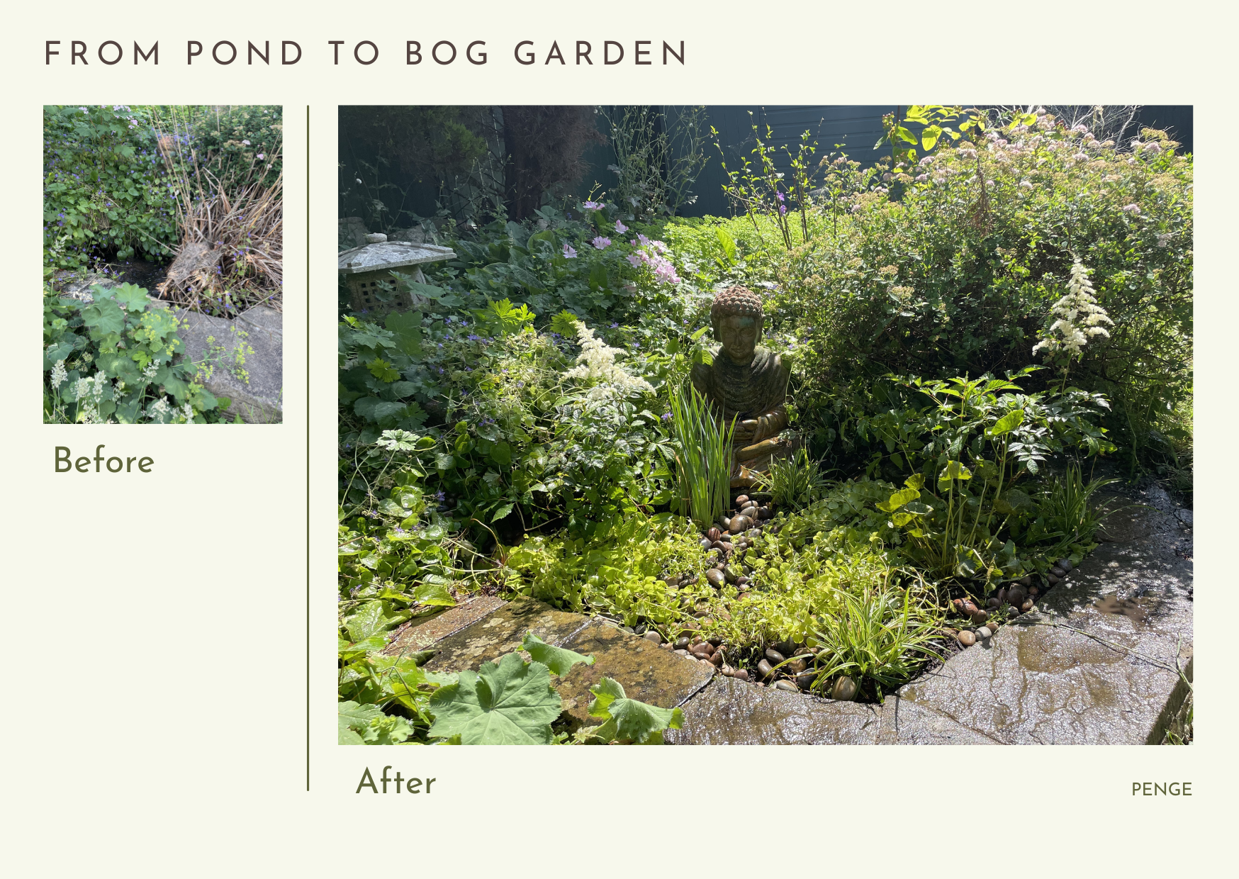 From pond to bog garden — a Penge garden transformation